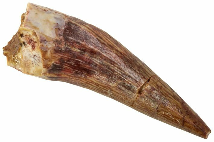 Fossil Phytosaur Tooth - New Mexico #219350